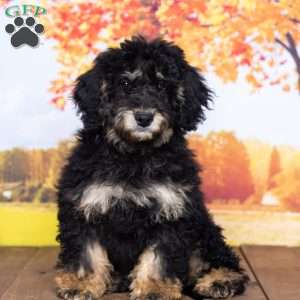 Ellie, Mini Bernedoodle Puppy